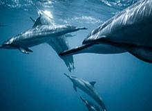 8868在线官网登录入口——安全便捷的数字娱乐平台